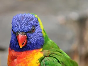 Parrots wallpapers Screenshot 3