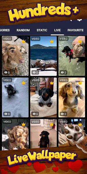 dachshund wallpaper Screenshot 2
