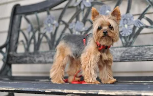 Silky Terrier Dog Wallpapers Screenshot 2