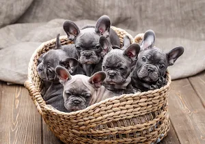 French Bulldog Wallpaper HD screenshot 8