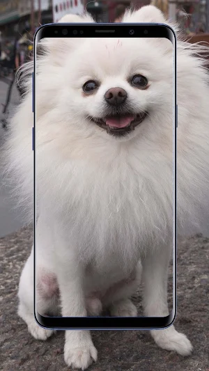 Pomeranian Dogs Wallpaper Screenshot 2