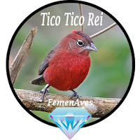 Canto Fêmea de Tico Tico Rei