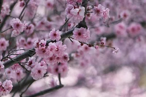 Sakura wallpapers Screenshot 0