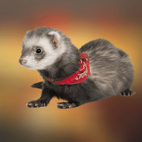 Ferret Sounds