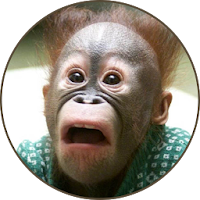 Funny Animal Sounds