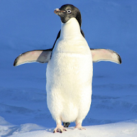 Beautiful Penguin Wallpapers
