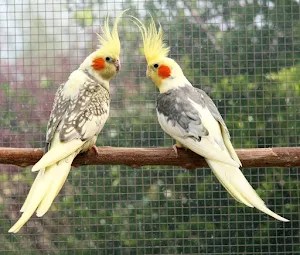 Cockatiel Corner Screenshot 1