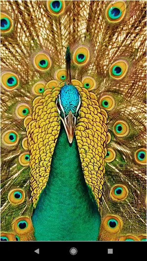 Colorful Peacock Backgrounds Screenshot 1