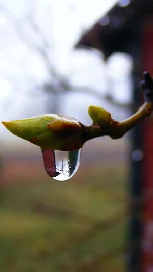 beautiful water drop wallpaper Screenshot 0