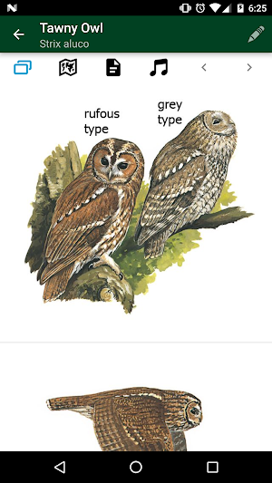 Birds of UK & Ireland Screenshot 2