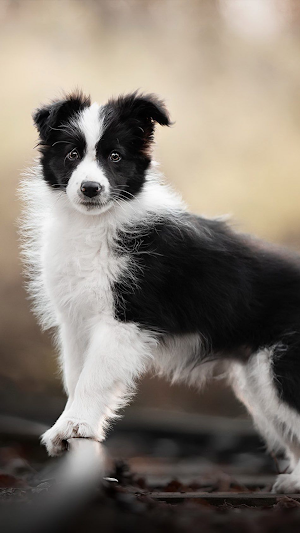 Border Collie Dogs Wallpapers Screenshot 0