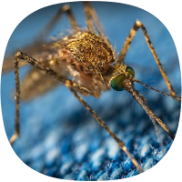 Mosquito Sounds