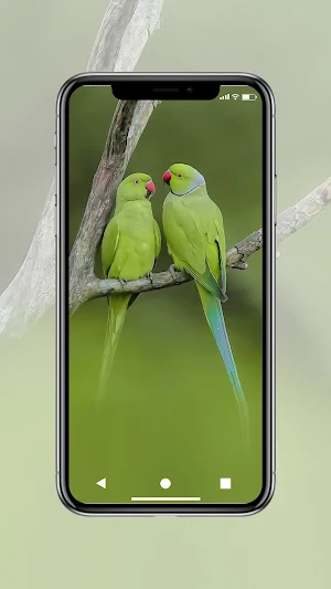 Love Birds Wallpaper Screenshot 2