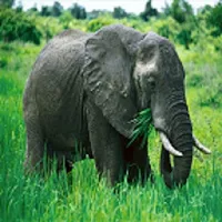 Elephant Sound
