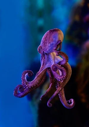 Octopus Wallpapers HD Screenshot 1