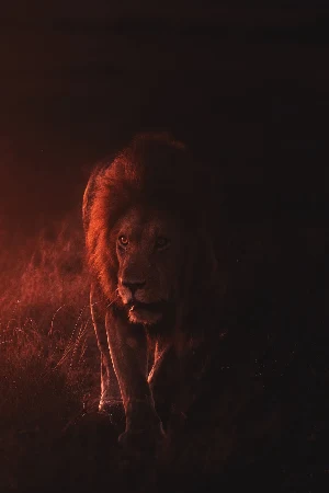 Lion Wallpapers 2022 Screenshot 2