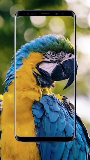 Parrot Wallpaper Screenshot 2