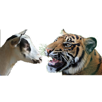 Bagh-Bakri (Tiger-Goat)