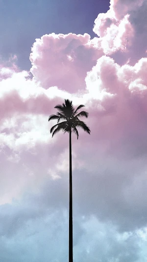Palm Tree Wallpaper Screenshot 3