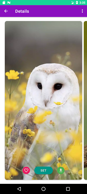 Owl Wallpapers 4K Screenshot 1