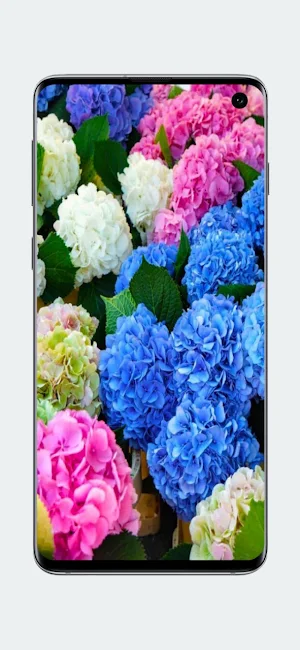 Wallpapers Flowers Screenshot 2
