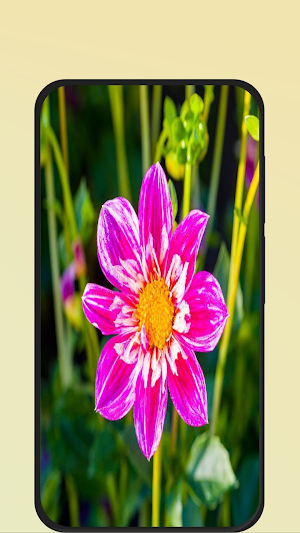 flower pictures Screenshot 0