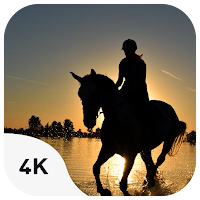 Horse wallpapers