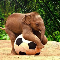 Cute HD Elephant Wallpapers