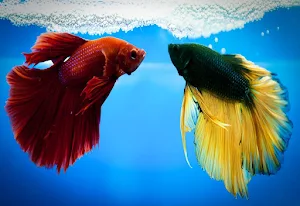Betta Fish Wallpaper HD Screenshot 3