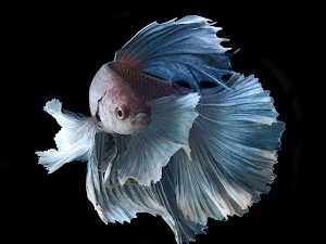 Betta Fish Wallpaper HD Screenshot 0