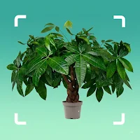 Plant Check: Plant Identifier
