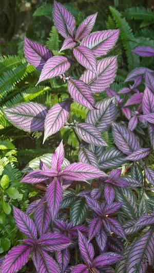 Persian Shield Wallpapers Screenshot 0