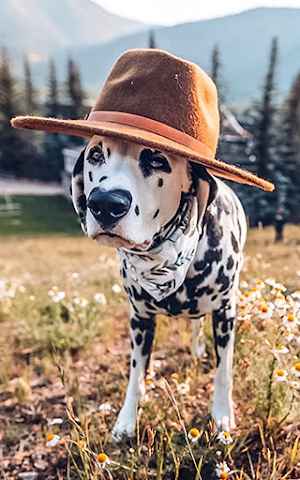 Dalmatian Wallpapers Screenshot 2
