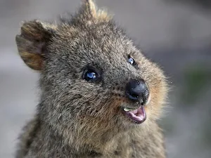 Quokka Wallpaper HD Screenshot 2