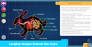 Marbel Sains: Anatomi Hewan Screenshot 2
