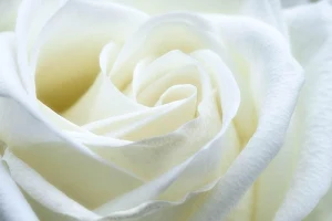 White roses wallpapers Screenshot 2
