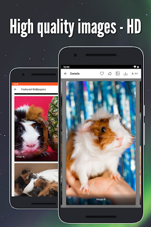Guinea Pig Wallpaper: Full HD Screenshot 2