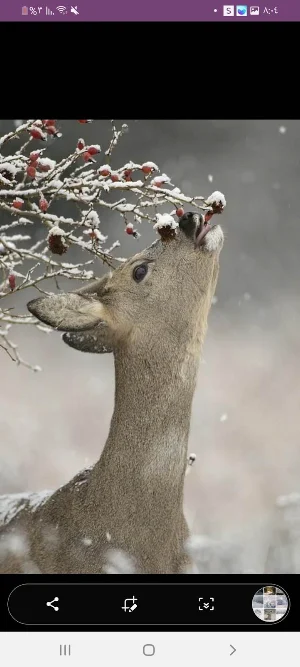 snow image _snow wallpaper Screenshot 1