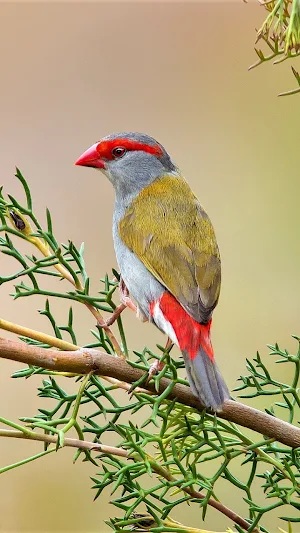Beautiful Birds Wallpapers Screenshot 2