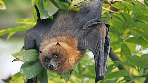 Bat sounds - Bat Noises Screeches and Calls Screenshot 3