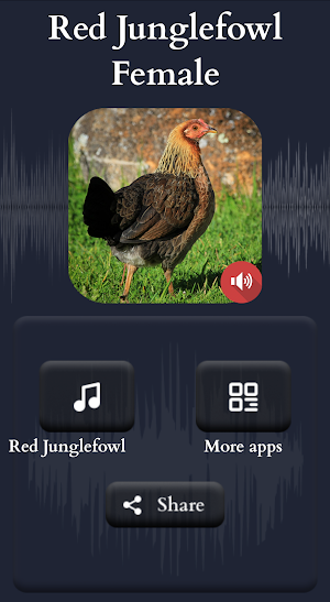 Red Junglefowl Female Sounds Screenshot 1