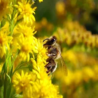 Bee Sound