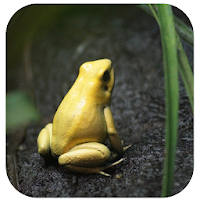 Frog Sounds for Sleep