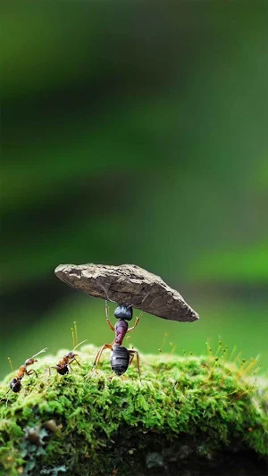 Ant Wallpapers Screenshot 1