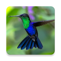 Hummingbird Sound Collections ~ Sclip.app
