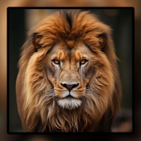Lion Wallpapers