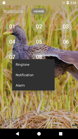 Watercock (Animal) Bird Sound Screenshot 2