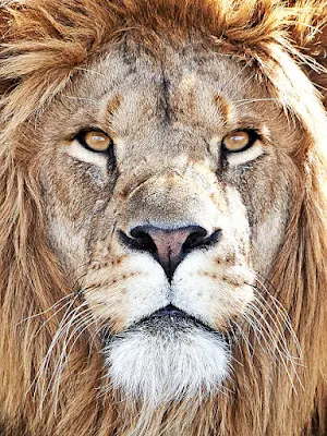 خلفيات اسد _ صور الأسد Screenshot 1