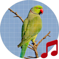 Parakeet Sounds ~ Sboard.pro
