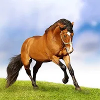 Horse Hd Wallpaper